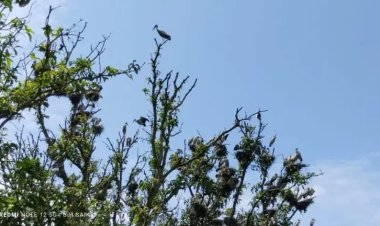 বাঘায় অভয়াশ্রমের অতিথি পাখি নিধনে ব্যস্ত এলাকার মানুষ