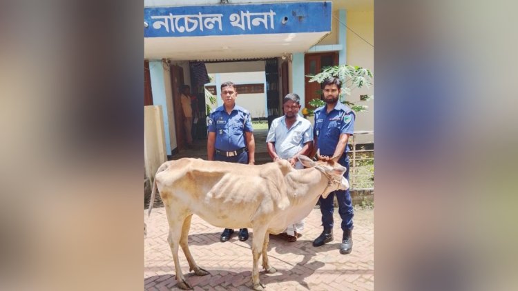 নাচোলে চুরি হওয়া গরু উদ্ধারসহ একজন আটক