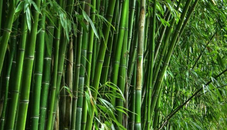 আজ বিশ্ব বাঁশ দিবস