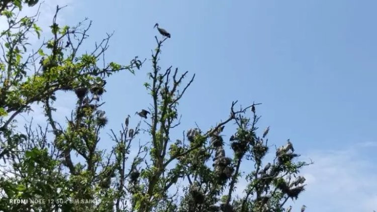 বাঘায় অভয়াশ্রমের অতিথি পাখি নিধনে ব্যস্ত এলাকার মানুষ