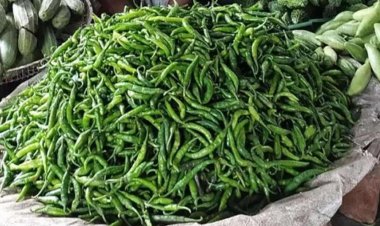 চুয়াডাঙ্গায় কাঁচা ঝালের কেজি ৩২০ টাকা দিশেহারা ক্রেতা