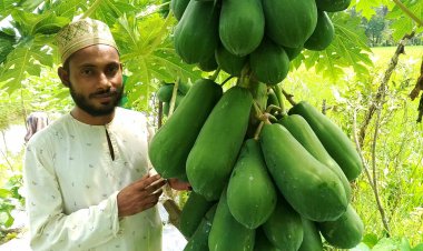 পড়াশোনার পাশাপাশি সবজি চাষের সফলতার দৃষ্টান্ত গড়লেন দুমকির মাইনুল