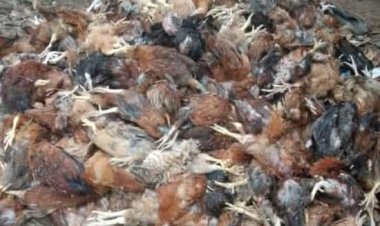 চুয়াডাঙ্গায় একতা মুরগি ফার্মে শিয়ালের তাণ্ডব মারা গেল ৫৫০ মুরগি