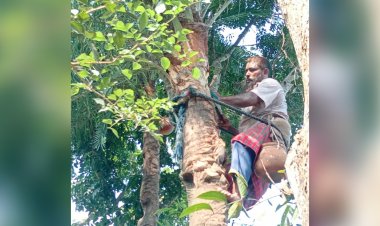 বুড়িচংয়ে খেজুরের রস সংগ্রহে গাছ পরিচর্যায় ব্যস্ত গাছিরা