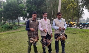 নবীগঞ্জে ২০ বালিহাস পাখিসহ দুই শিকারীর জরিমানা