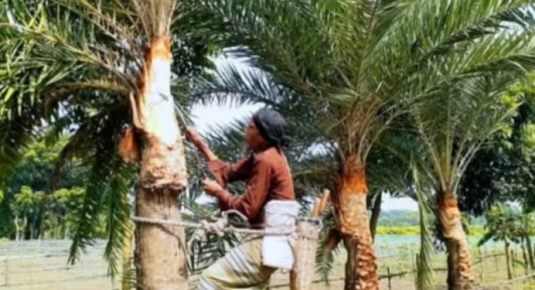 আসছে শীত-রস আহরনের জন্য খেজুর গাছ প্রস্তুতিতে ব্যস্ত বুড়িচংয়ে গাছিরা
