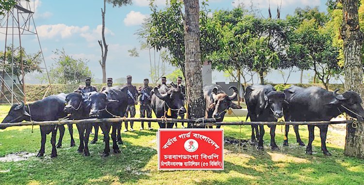 চাঁপাইনবাবগঞ্জ সীমান্তে ভারতীয় মহিষ আটক