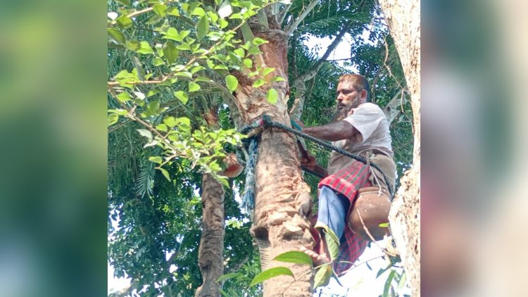 বুড়িচংয়ে খেজুরের রস সংগ্রহে গাছ পরিচর্যায় ব্যস্ত গাছিরা