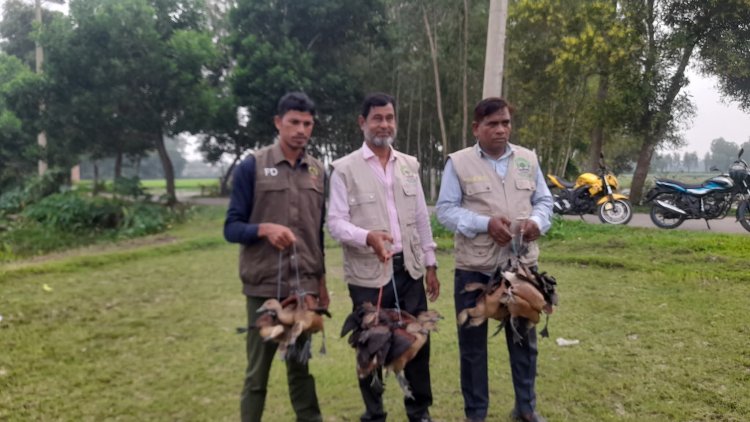নবীগঞ্জে ২০ বালিহাস পাখিসহ দুই শিকারীর জরিমানা