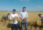 নাসিরনগরে আমন ধানের বাম্পার ফলন-কৃষকের মুখে হাসি