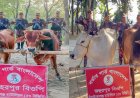 চাঁপাইনবাবগঞ্জে পৃথক অভিযানে ভারতীয় গরু উদ্ধার 
