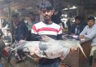 চাঁপাইনবাবগঞ্জের পদ্মায় ধরা পড়ল ২০ কেজির বাঘাইড় মাছ