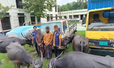 ‎বাহুবলে বিশেষ অভিযানে ৫টি চোরাই মহিষ ও পিকআপসহ দুইজন আটক