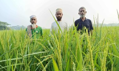 দুমকিতে ধান চাষে বাম্পার ফলনের সম্ভাবনা