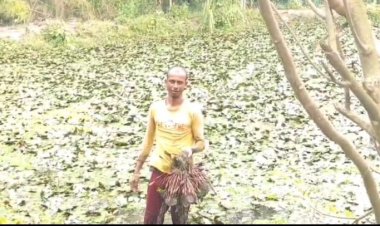 বদলগাছীতে পানিফল চাষে আর্থিক সফলতার স্বপ্ন কৃষকদের  