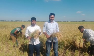 নাসিরনগরে আমন ধানের বাম্পার ফলন-কৃষকের মুখে হাসি