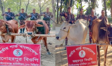 চাঁপাইনবাবগঞ্জে পৃথক অভিযানে ভারতীয় গরু উদ্ধার 