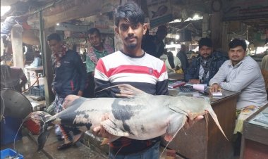 চাঁপাইনবাবগঞ্জের পদ্মায় ধরা পড়ল ২০ কেজির বাঘাইড় মাছ