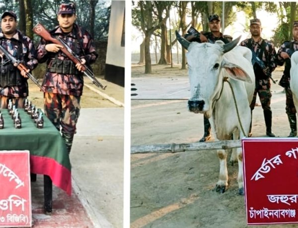 চাঁপাইনবাবগঞ্জ সীমান্তে ভারতীয় গরু ও মদ জব্দ