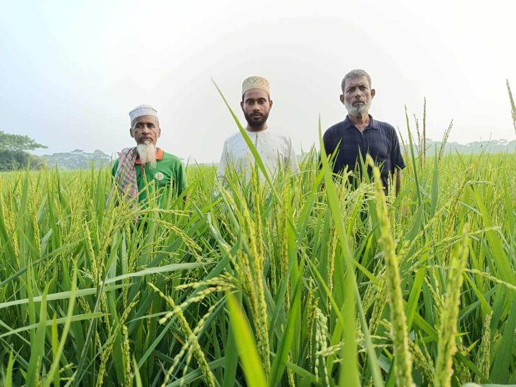 দুমকিতে ধান চাষে বাম্পার ফলনের সম্ভাবনা