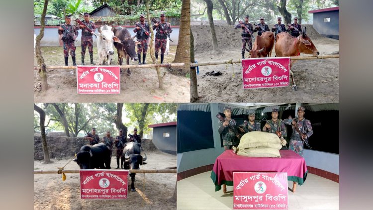 চাঁপাইনবাবগঞ্জে ভারতীয় গরু"মহিষ ও বিড়ির মসলা জব্দ