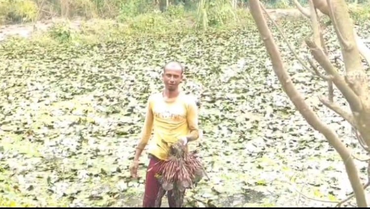 বদলগাছীতে পানিফল চাষে আর্থিক সফলতার স্বপ্ন কৃষকদের  