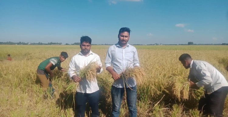 নাসিরনগরে আমন ধানের বাম্পার ফলন-কৃষকের মুখে হাসি