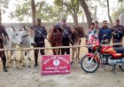 চাঁপাইনবাবগঞ্জে ভারতীয় গরুসহ দুইজন আটক