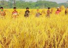 দুমকিতে মাঠে মাঠে পাকা ধান-মুখে মুখে সুখবর