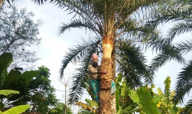 দুমকিতে গ্রামবাংলায় শীতে নেই আগের মতো খেজুর রসের আমেজ