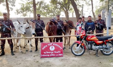 চাঁপাইনবাবগঞ্জে ভারতীয় গরুসহ দুইজন আটক