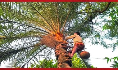 বুড়িচংয়ে খেজুরের রস সংগ্রহে ব্যস্ত গাছিরা