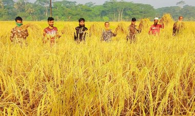 দুমকিতে মাঠে মাঠে পাকা ধান-মুখে মুখে সুখবর