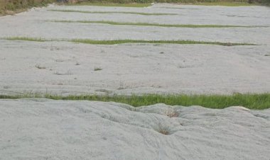 নিয়ামতপুরে পলিথিন দিয়ে বীজতলা ঢেকে রাখছেন কৃষকেরা