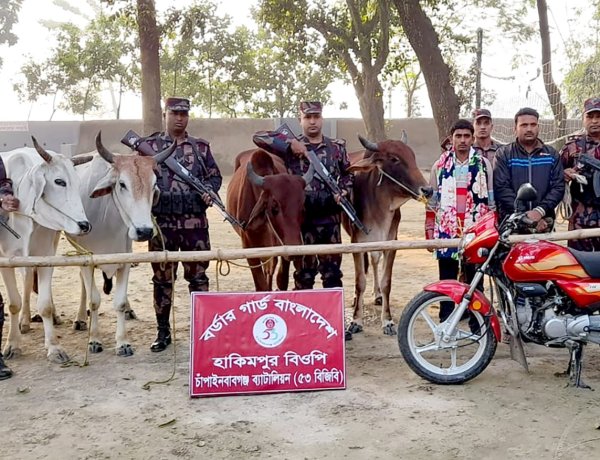 চাঁপাইনবাবগঞ্জে ভারতীয় গরুসহ দুইজন আটক