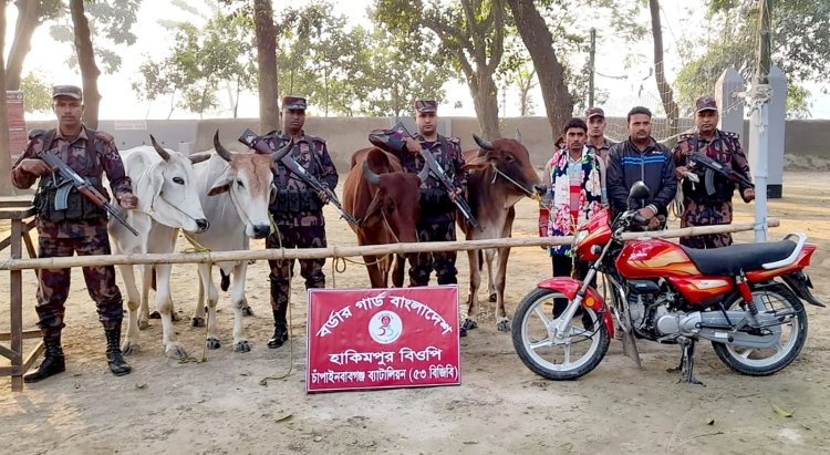 চাঁপাইনবাবগঞ্জে ভারতীয় গরুসহ দুইজন আটক