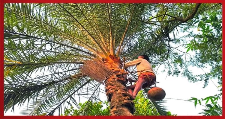 বুড়িচংয়ে খেজুরের রস সংগ্রহে ব্যস্ত গাছিরা