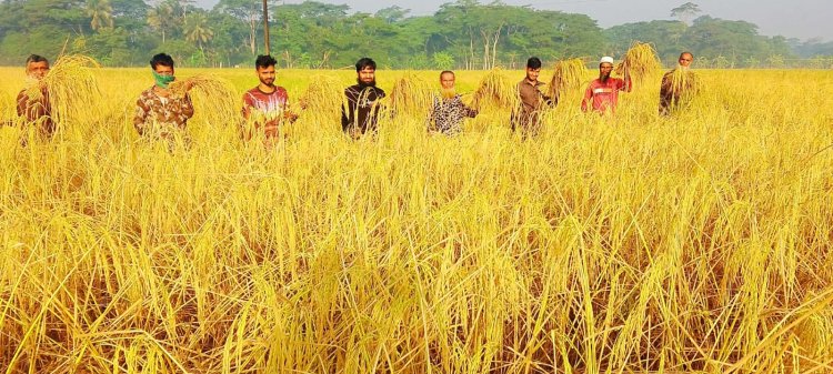 দুমকিতে মাঠে মাঠে পাকা ধান-মুখে মুখে সুখবর