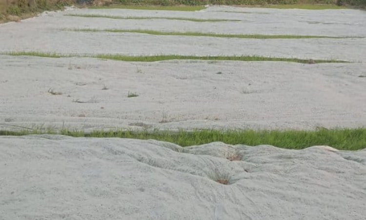 নিয়ামতপুরে পলিথিন দিয়ে বীজতলা ঢেকে রাখছেন কৃষকেরা