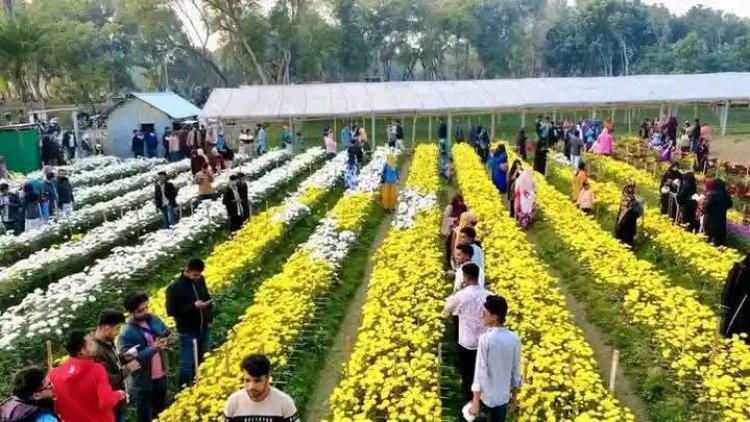 দর্শনার রামনগরে ফুলে ভরা রঙিন বাগানের সৌন্দর্যে মুগ্ধ স্থানীয়রা