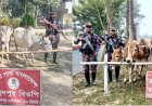 চাঁপাইনবাবগঞ্জ সীমান্তে ভারতীয় গরু জব্দ