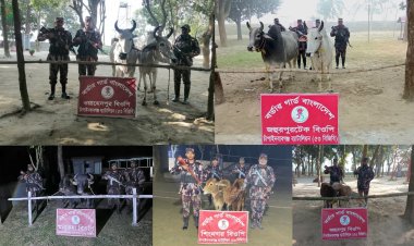 চাঁপাইনবাবগঞ্জে পৃথক ৫টি অভিযানে ১০টি ভারতীয় গবাদিপশু জব্দ