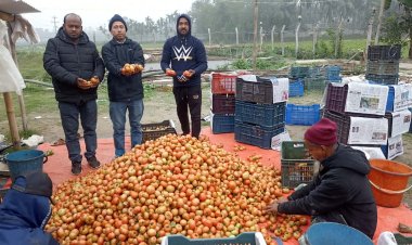 কুমিল্লার বুড়িচংয়ে ইউটিউব দেখে টমেটো চাষে সফল কৃষক