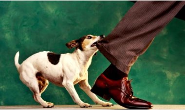 ‎দুমকীতে আতঙ্ক-পাগলা কুকুরের কামড়ে আহত-৩০