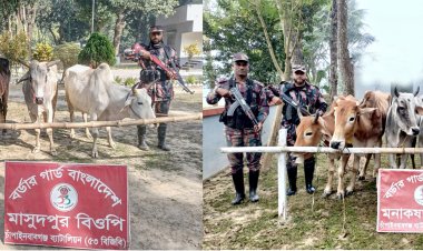 চাঁপাইনবাবগঞ্জ সীমান্তে ভারতীয় গরু জব্দ