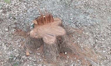 রাতের আঁধারে সরকারি গাছ কেটে নিয়ে গেলো দুর্বৃত্তরা