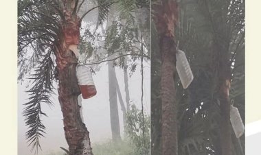 মাটির হাঁড়ি ছাড়ছে গাছিরা-বোতলেই নিরাপদ খেজুর রস সংগ্রহ