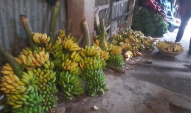 বিষাক্ত কেমিক্যালে পাকানো হচ্ছে কলা-দেখার যেন কেউ নেই