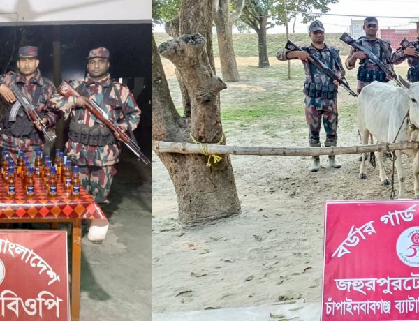 চাঁপাইনবাবগঞ্জ সীমান্তে ১১ লক্ষ টাকার ভারতীয় মদ ও গরু জব্দ