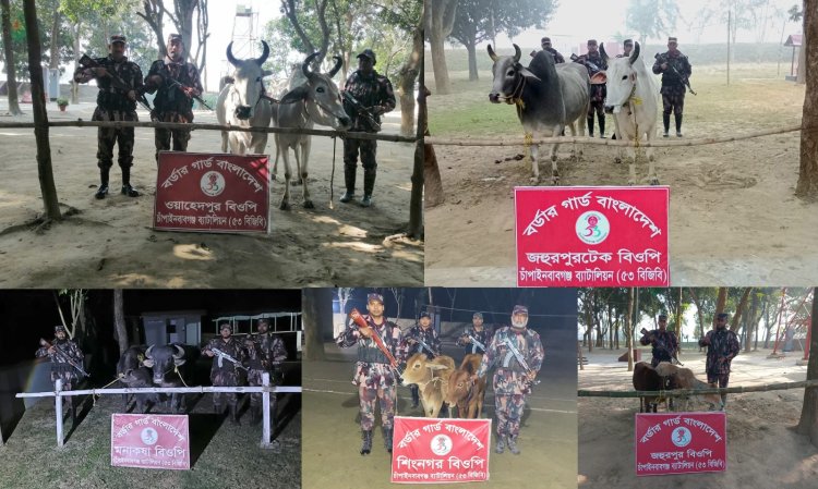 চাঁপাইনবাবগঞ্জে পৃথক ৫টি অভিযানে ১০টি ভারতীয় গবাদিপশু জব্দ